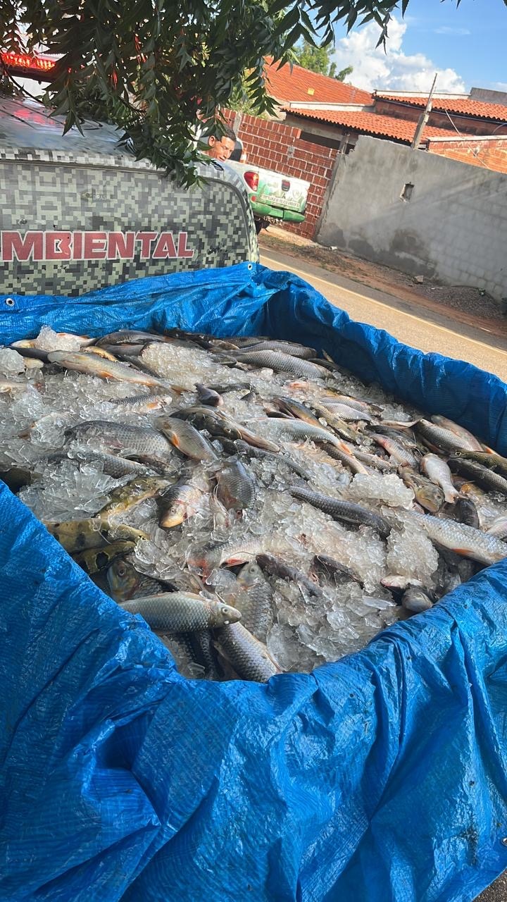 Apreensão de peixes