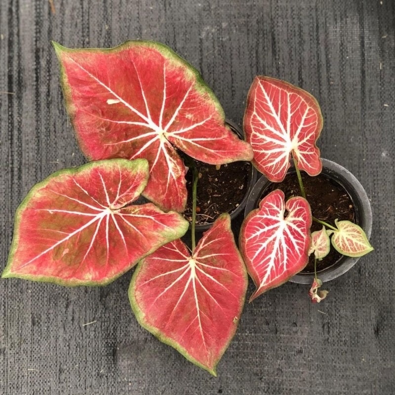 Caladium