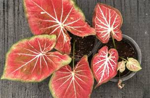 Caladium (Foto: Reprodução)