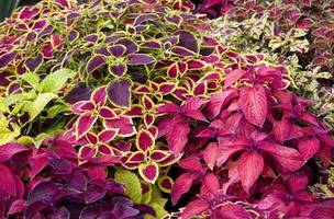 Coléus (“Solenostemon scutellarioides”). (Foto: Reprodução)
