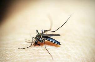 Dengue (Foto: Pixabay)