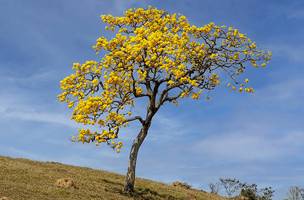 Ipê amarelo (Foto: Reprodução)