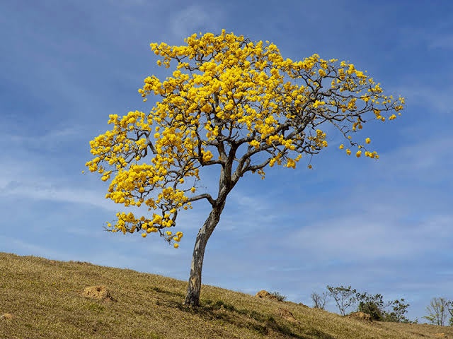 Ipê amarelo