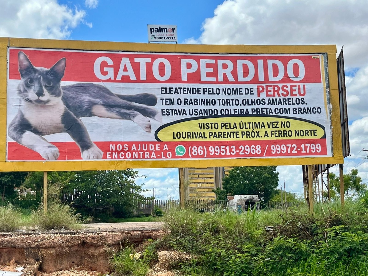 Outdoor de Perseu já teve milhares de visualizações, mas o pet segue desaparecido.