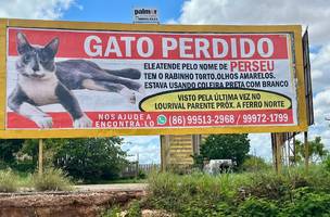 Outdoor de Perseu já teve milhares de visualizações, mas o pet segue desaparecido. (Foto: Reprodução)