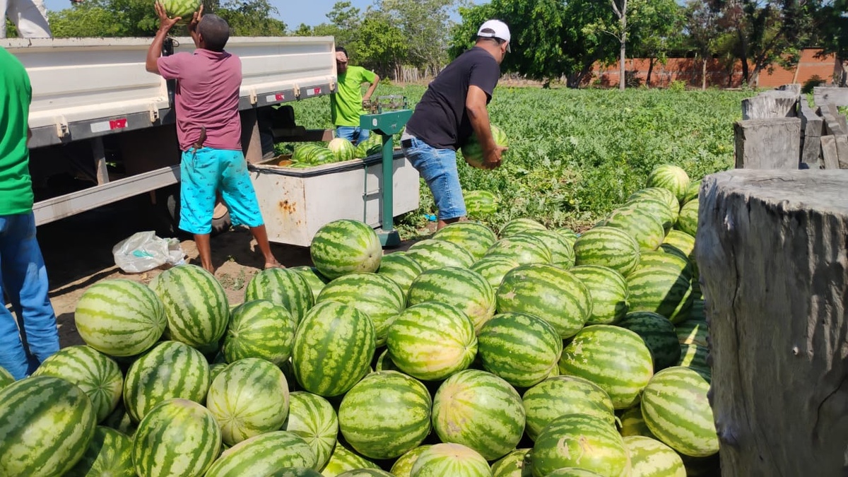 A Secretaria da Agricultura Familiar (SAF) realizou, nessa terça-feira (11), a entrega de 2,5 toneladas de melancia por meio do Programa de Alimentação Saudável (PAS) no município de Alto Longá.