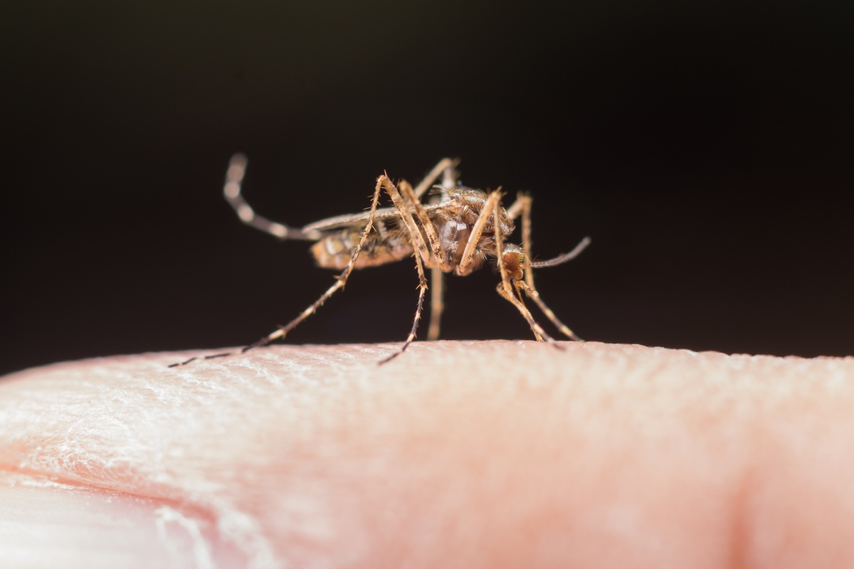 Dengue
