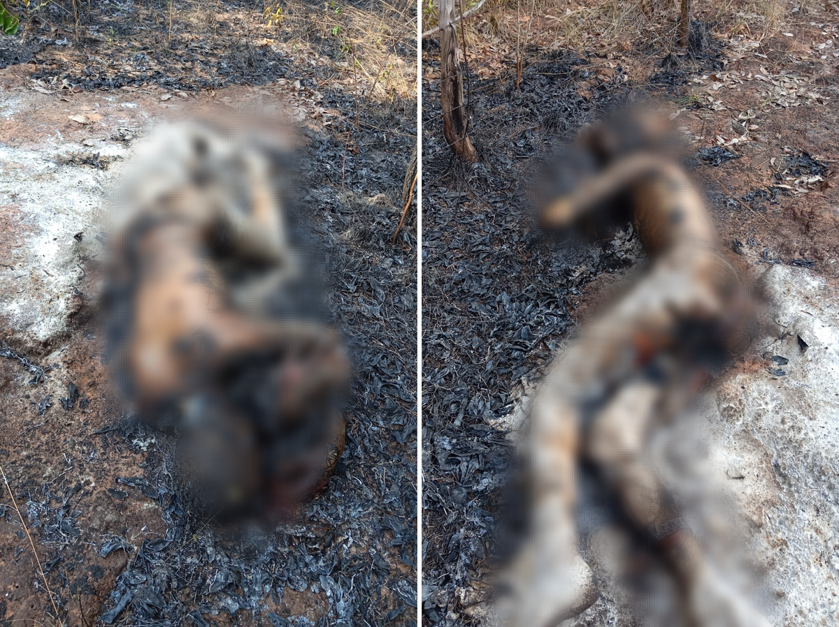 O corpo da vítima estava às margens da BR-226, em Timon