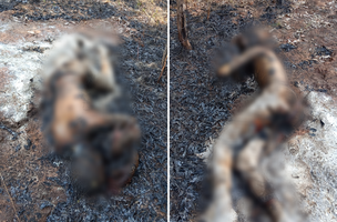 O corpo da vítima estava às margens da BR-226, em Timon (Foto: Reprodução)