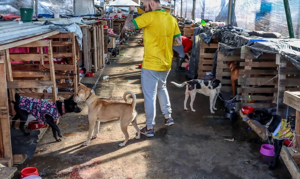 Animais resgatados durante enchente no RS.