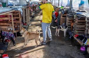Animais resgatados durante enchente no RS. (Foto: Reprodução | Rafa Neddermeyer | Agência Brasil)