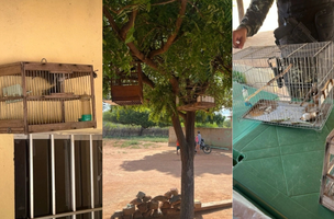 As aves foram resgatadas e devolvidas ao seu habitat natural. (Foto: Reprodução | PMPI)