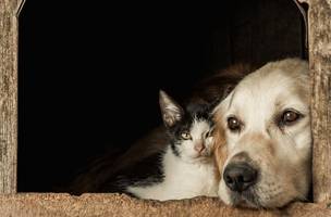 Cães e gatos (Foto: Reprodução)