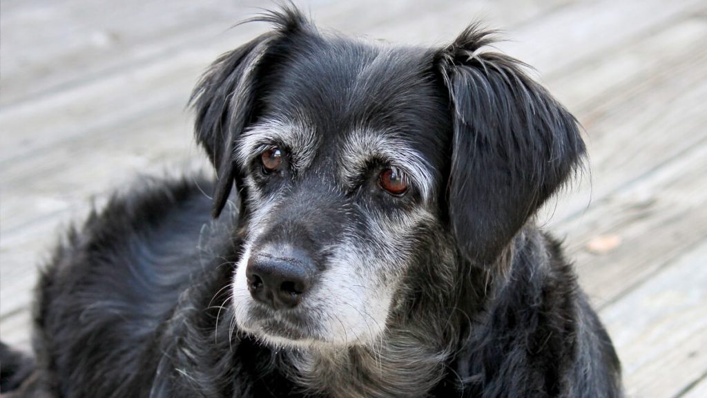 Cão idoso