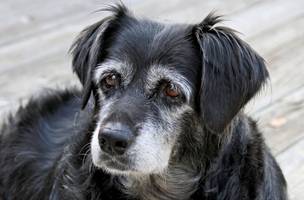 Cão idoso (Foto: Reprodução)