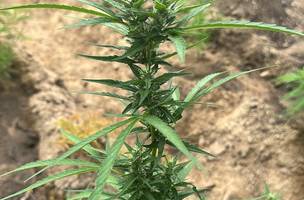 Cultivo de maconha desarticulado (Foto: Reprodução)