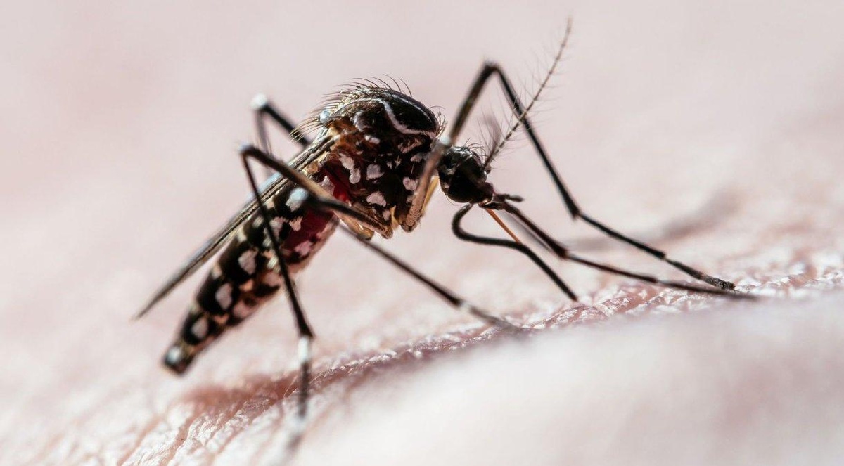 Dengue e zika são transmitidas pela picada do Aedes aegypti.• Joao Paulo Burini/GettyImages