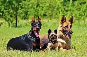 Dicas para manter a saúde dos cães em dia (Foto: Divulgação)