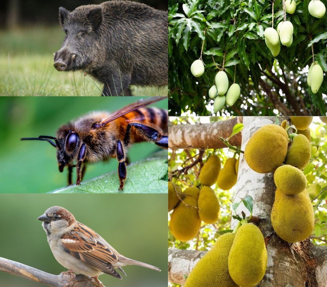 Espécies invasoras