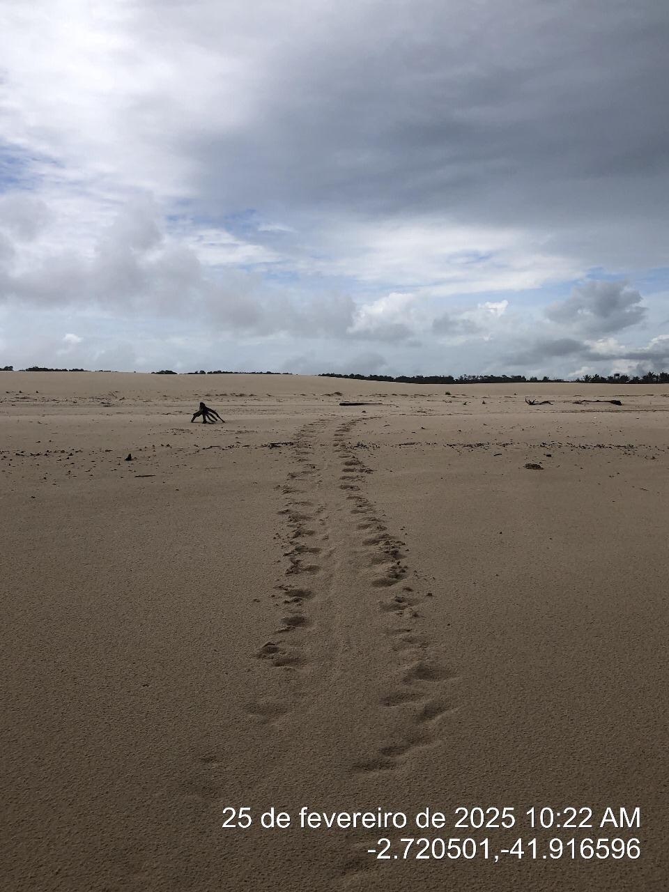 Filhotes de Tartarugas no litoral do Piaui