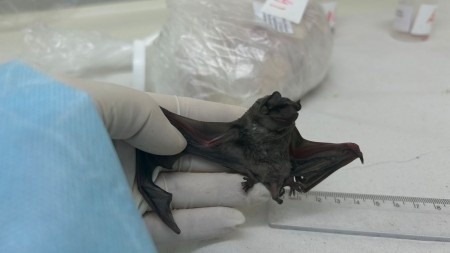 Morcegos no Ceará apresentaram vírus de Síndrome Respiratória