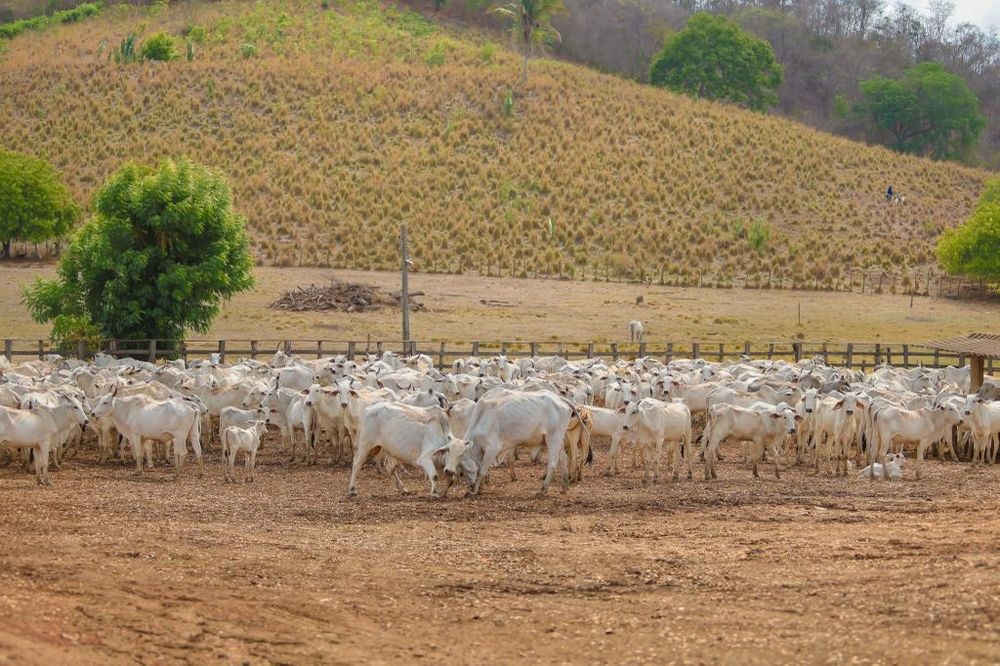 Movimentação de bovinos em 2024 superou meio milhão de cabeças no estado.