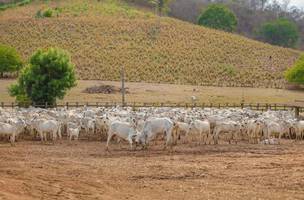 Movimentação de bovinos em 2024 superou meio milhão de cabeças no estado. (Foto: Reprodução | Governo do Piauí)