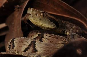 No Brasil, as mordidas de jararaca respondem pela grande maioria dos acidentes envolvendo serpentes (Foto: Reprodução)