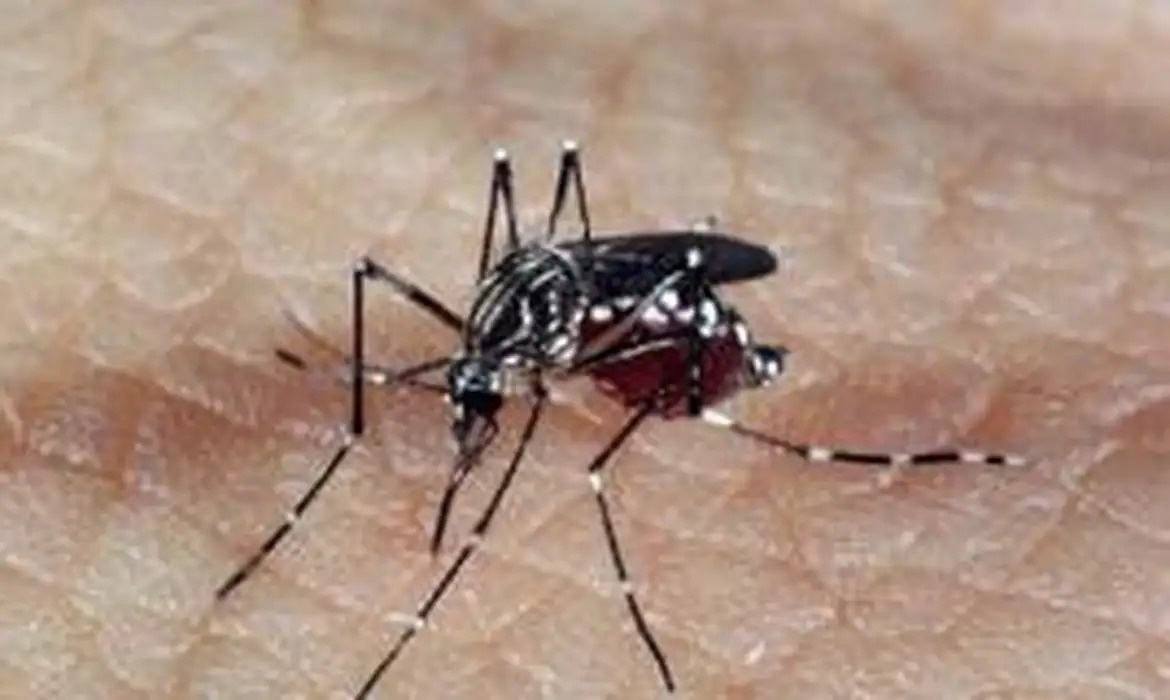Aedes Aegypti