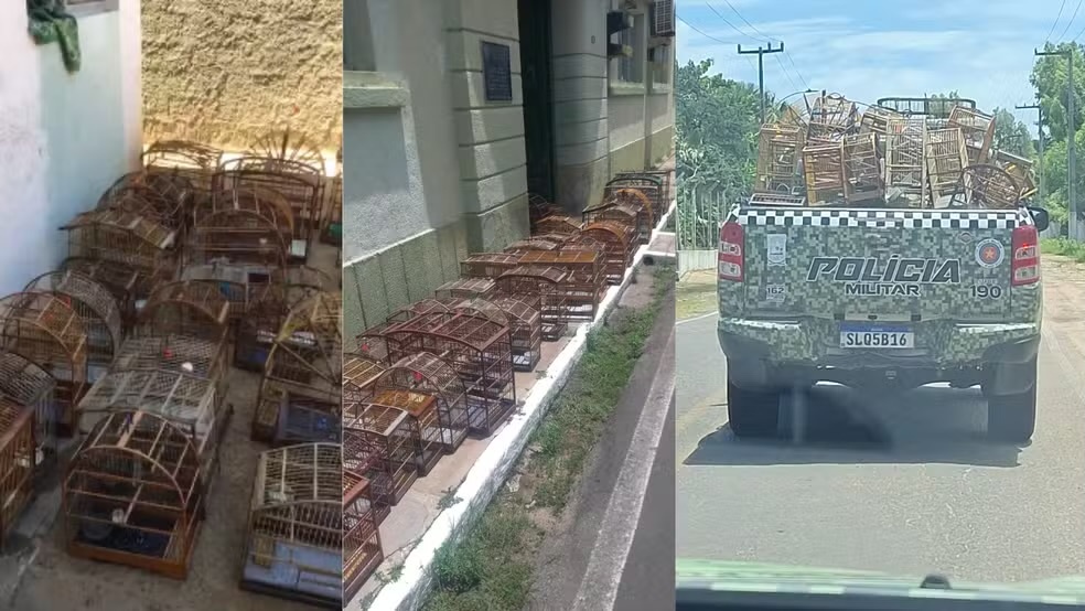 As aves foram encontradas engaioladas em um cativeiro