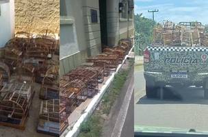 As aves foram encontradas engaioladas em um cativeiro (Foto: Reprodução)