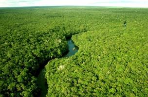 Iniciativa privada poderá obter créditos de carbono através de concessões florestais no Brasil. (Foto: Reprodução do site fapeam.am.gov.br)