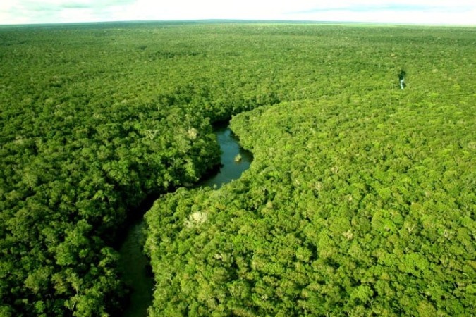 Iniciativa privada poderá obter créditos de carbono através de concessões florestais no Brasil.