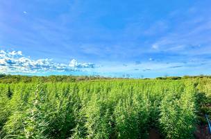 Roça de maconha com 3 hectares (Foto: SSP/PI)