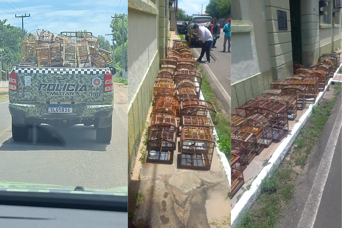 ves mantidas ilegalmente em cativeiro no Piauí