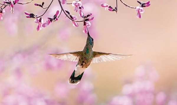 Beija-flor