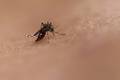 El Niño pode elevar casos de dengue e chikungunya no Brasil