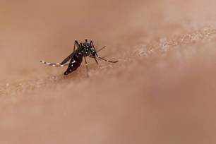 El Niño pode elevar casos de dengue e chikungunya no Brasil