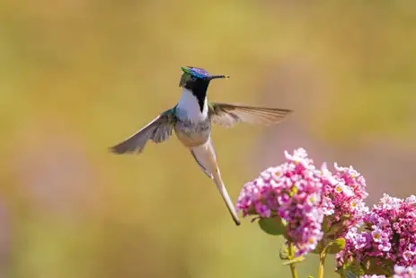 Formato do bico dos beija-flores varia, explica biólogo.