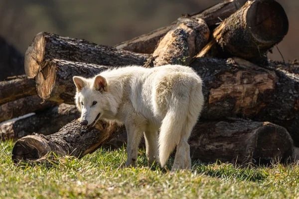 Lobo “terrível” de 10 mil anos, agora vivo?
