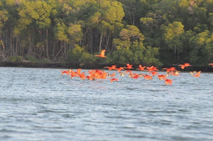 Revoada dos guarás, no Delta do Parnaíba.