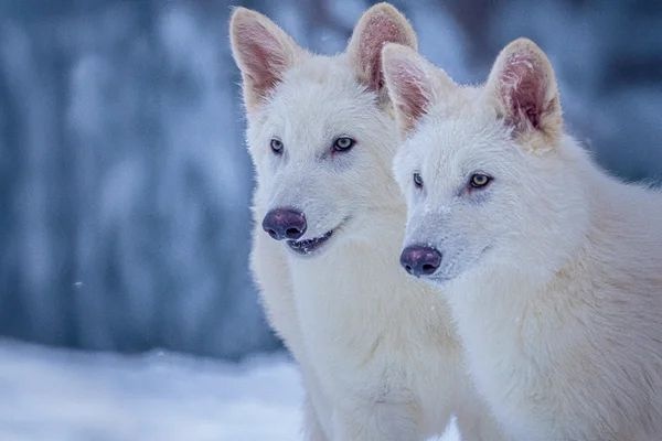 Romulus e Remus, com três meses de idade