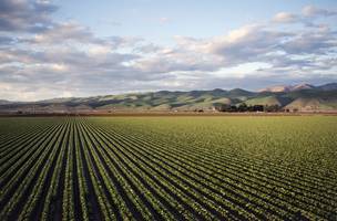 Agropecuária é a principal responsável pela alta de 12,2% no PBI. (Foto: Reprodução | Wirestock | Freepik)