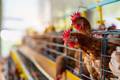 Filipinas e Jordânia suspendem importações de frango do Brasil