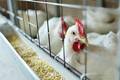 Governo busca acordo com China para liberar frango do Rio Grande do Sul