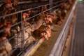 Além da China, União Europeia também suspende compra de frango brasileiro