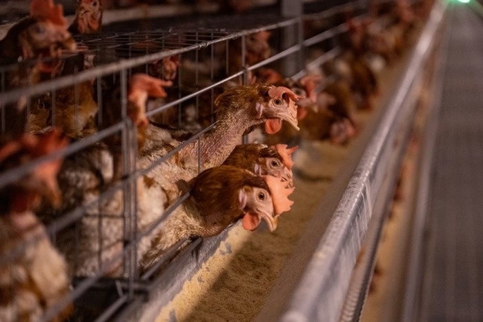 Gripe Aviara causa suspensão nas exportações de frango para China e União Europeia