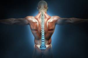 Coluna vertebral (Foto: Divulgação)