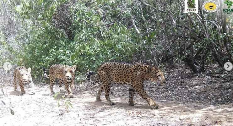 Família de onças pintadas flagrada na Serra da Capivara