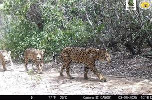 Família de onças pintadas flagrada na Serra da Capivara (Foto: Divulgação/ Parque Nacional da Serra da Capivara)